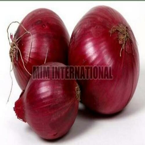 Healthy And Natural Fresh Big Onion Shelf Life: 1 Months