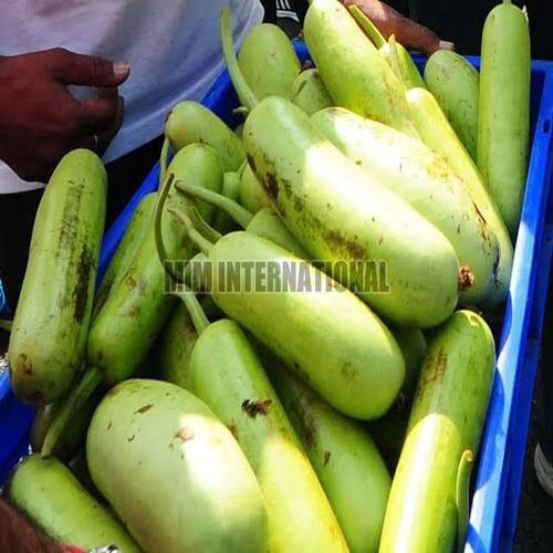 Healthy and Natural Fresh Bottle Gourd