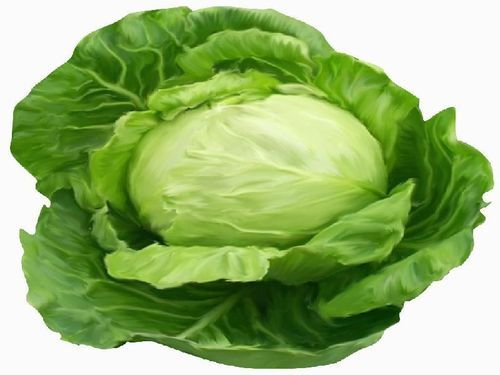 Healthy and Natural Fresh Cabbage