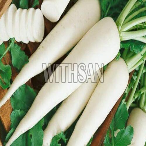 Healthy And Natural Fresh Radish Shelf Life: 1 Week