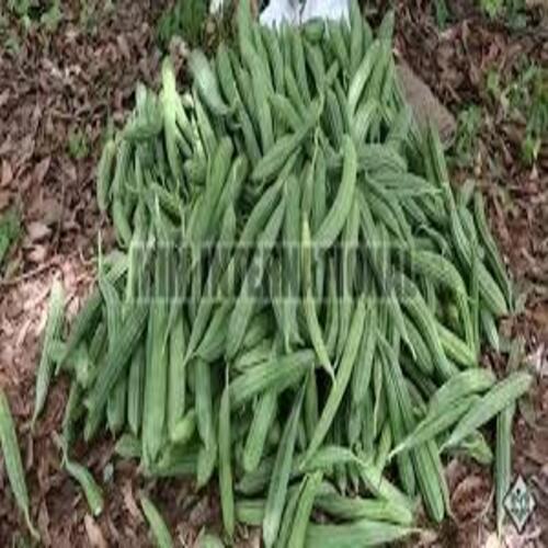 Healthy and Natural Fresh Ridge Gourd