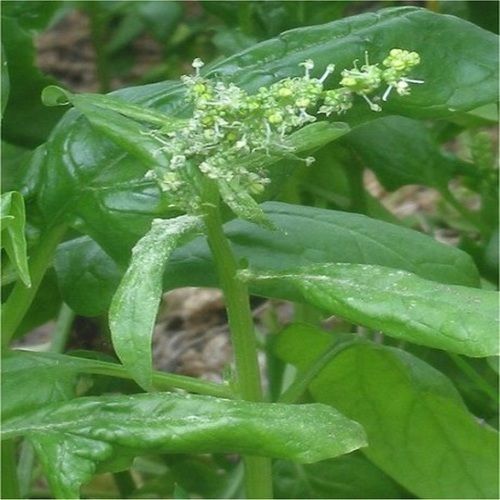 Healthy and Natural Fresh Spinach