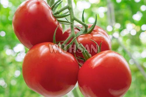 Healthy And Natural Fresh Tomato