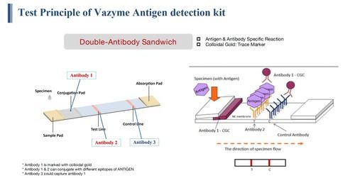 Covid 19 Sars-Cov-2 Antigen Test Kit