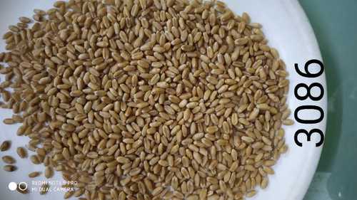 Export Quality Wheat Seed 3086