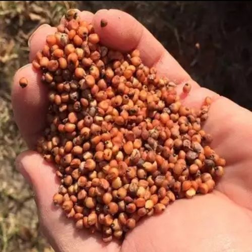 High Nutritious Sorghum Seeds