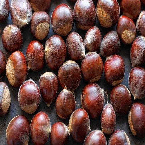 Organic High Quality Fresh Chestnut