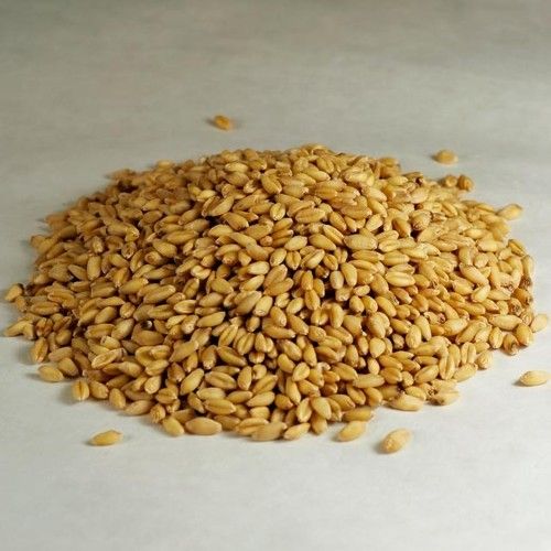 Pure Malaysia Barley Grain