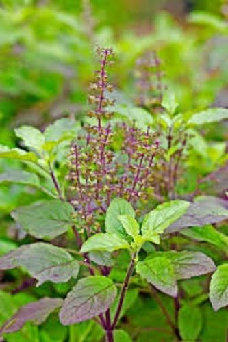 100% Pure And Natural Basil Leaves (Tulsi)