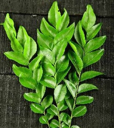 Fresh Green Curry Leaves Grade: Food Grade