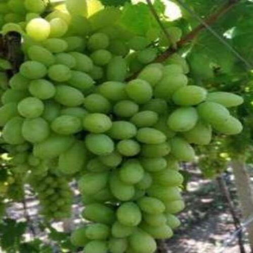 Healthy And Natural Fresh Grapes