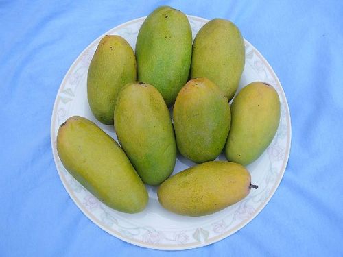 Green Healthy And Natural Langra Mango