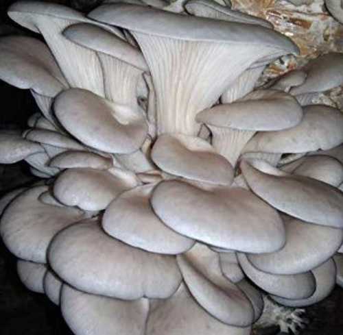 Oyster Mushroom