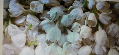 White Jasmin Flower Plant