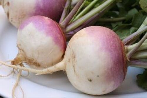 A Grade Fresh Turnip for Cooking