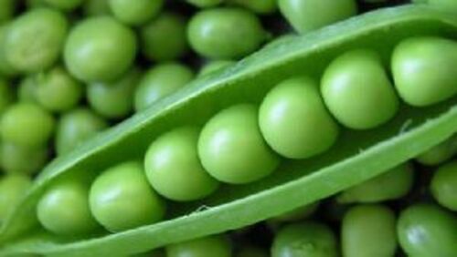 Fresh Green Peas for Cooking