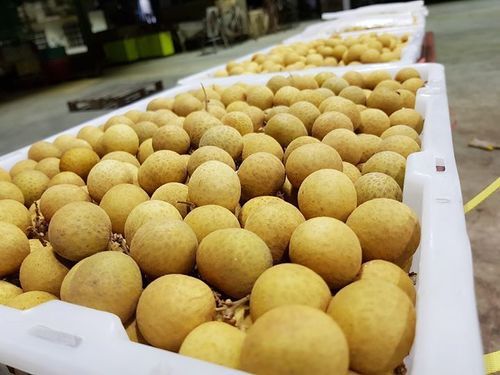 Brown Fresh Longan Fruit