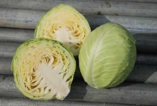 Fresh Natural Cabbage for Cooking
