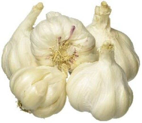 Fresh White Garlic For Cooking Preserving Compound: Cool & Dry Places