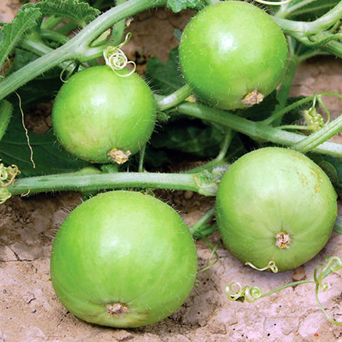 Healthy and Natural Fresh Apple Gourd