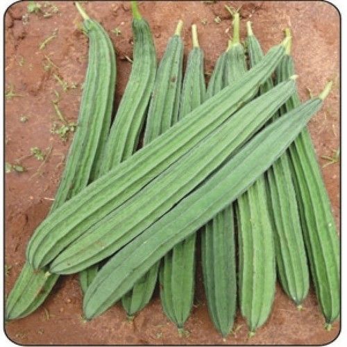 Healthy and Natural Fresh Ridge Gourd