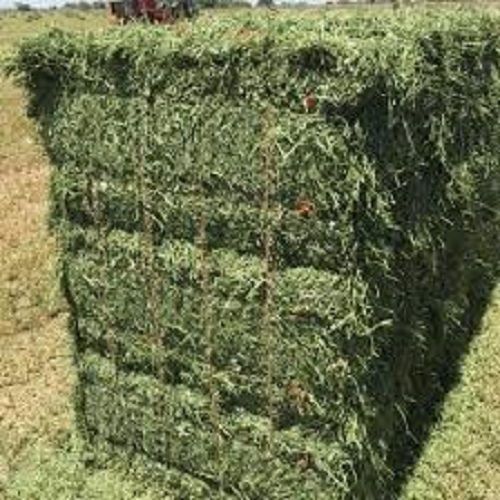 High Quality Alfalfa Bales