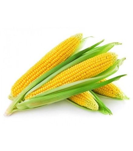 Premium Grade AAA Corn