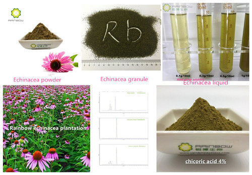 Chicoric Acid, 4% Polyphenols Echinacea Purpurea Extract