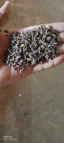 Organic Black Wheat Grain