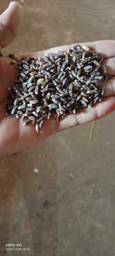 Organic Black Wheat Grain Grade: Food