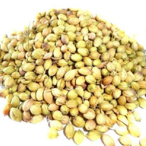 Green Fresh Coriander Seeds For Cooking