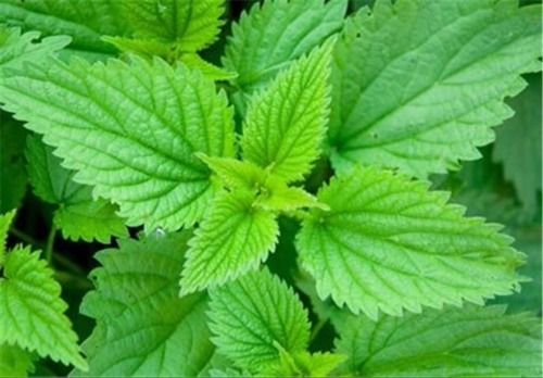 Dried Leaves And Flowers Herbal Medicinal Nettle Plants