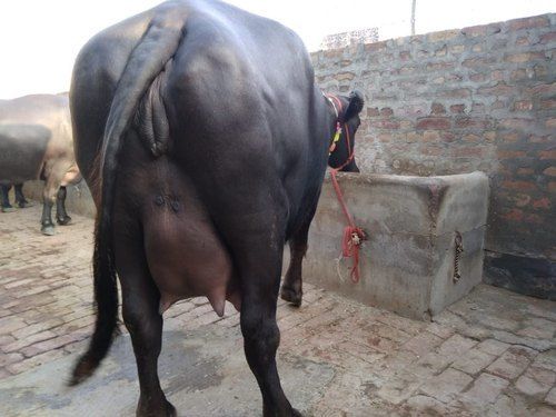 Pure Black Murrha Buffalo