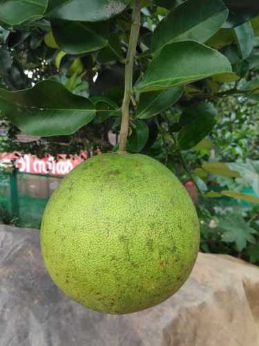 Rich Taste Pomelo Fruit