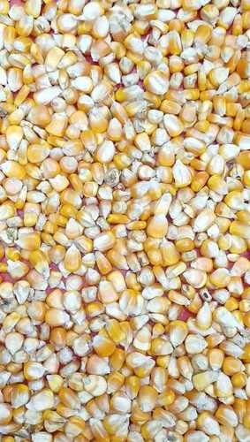 Common Export Quality Yellow Maize