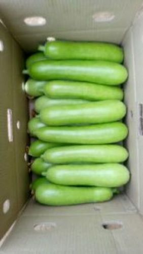 Fresh Bottle Gourd For Cooking Preserving Compound: Cool & Dry Places