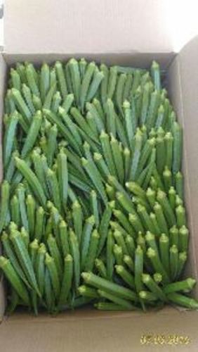 Fresh Green Okra For Cooking