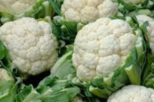 Natural Fresh Cauliflower for Cooking