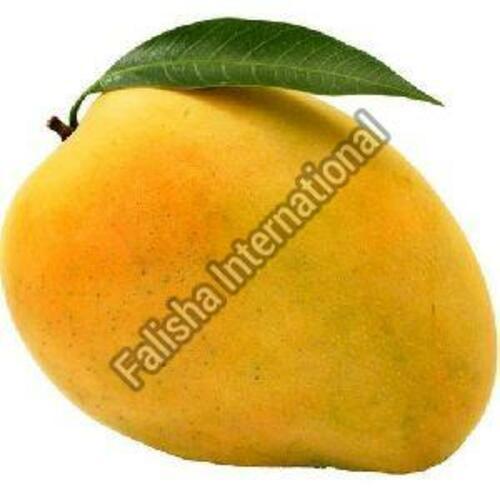 Yellow Fresh Natural Kesar Mango