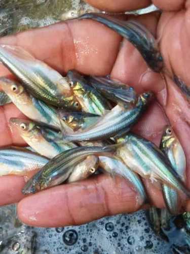 Alive Phangasius Fish Seeds For Farming