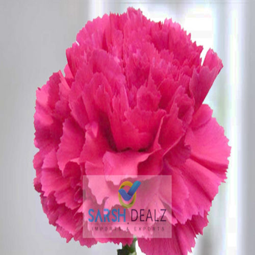 Rich Fragrance Hot Pink Carnation Flower