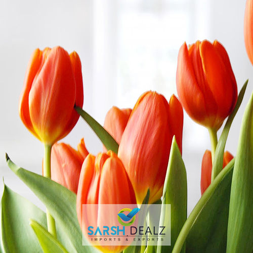 Rich Fragrance Orange Tulip Flower