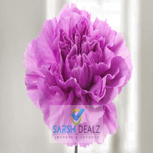 Rich Fragrance Purple Carnation Flower