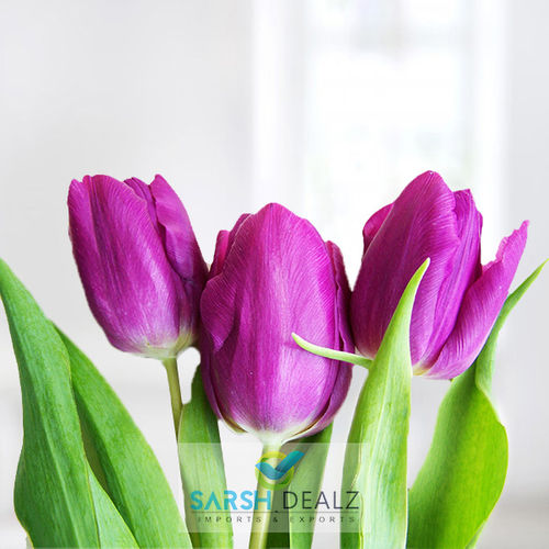Rich Fragrance Purple Tulip Flower