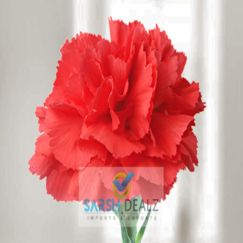 Rich Fragrance Red Carnation Flower Shelf Life: 10-15 Days