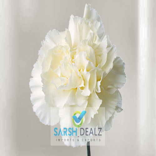 Rich Fragrance White Carnation Flower