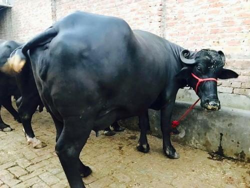 Black Pure Murrah Buffalo, Vaccinated Time to Time