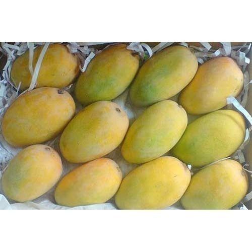 Yellow Healthy And Natural Fresh Kesar Mango