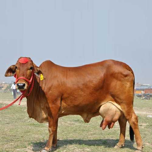 Pure Sahiwal Cow (Brown) for Dairy