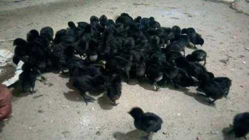 Pure Z Black Original Breed Kadaknath Chicks For Farming Gender: Both